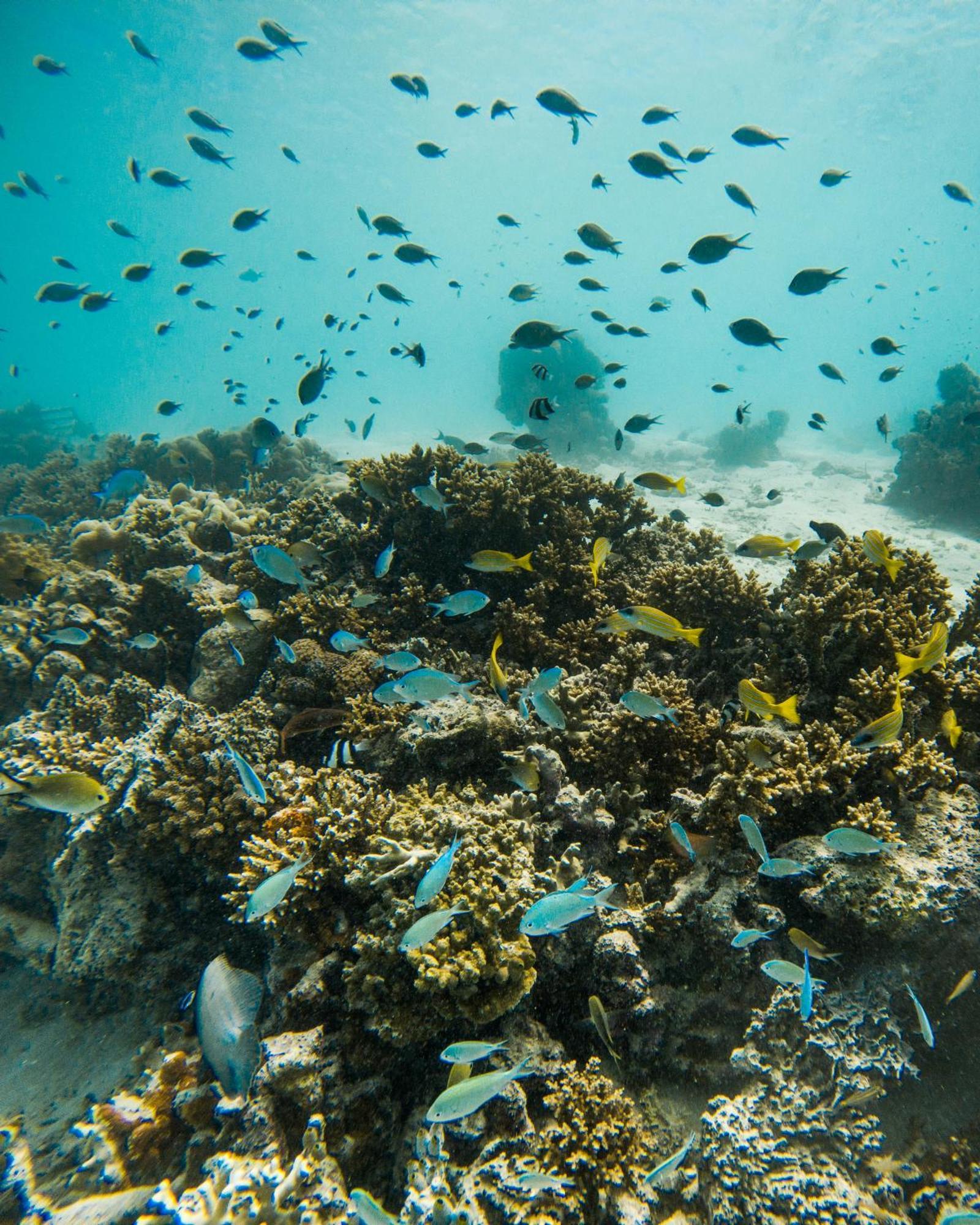 فندق جراند بارك كودهيبار مالديفز Baros Island المظهر الخارجي الصورة